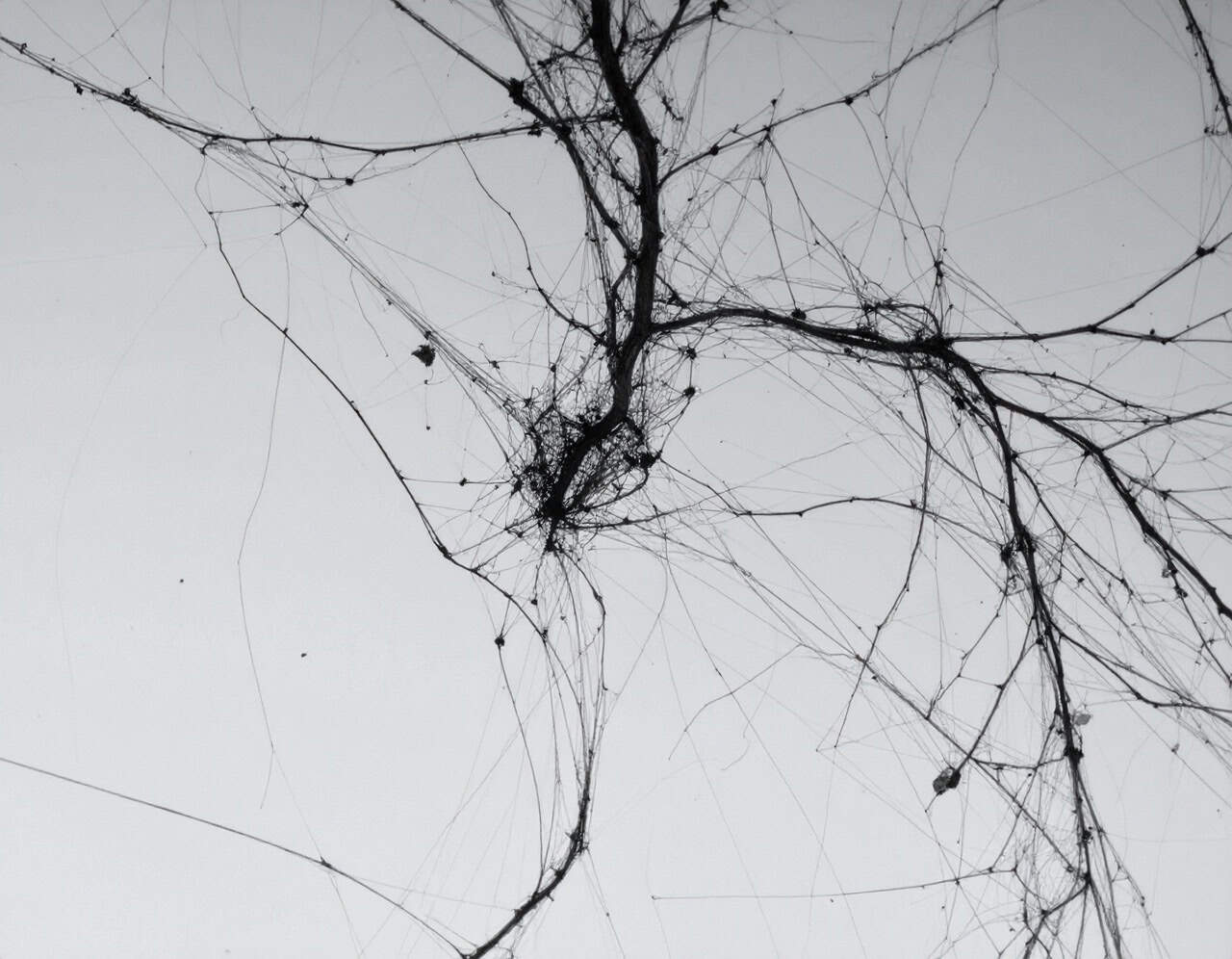 Inteligencia artificial y procesos creativos divergentes